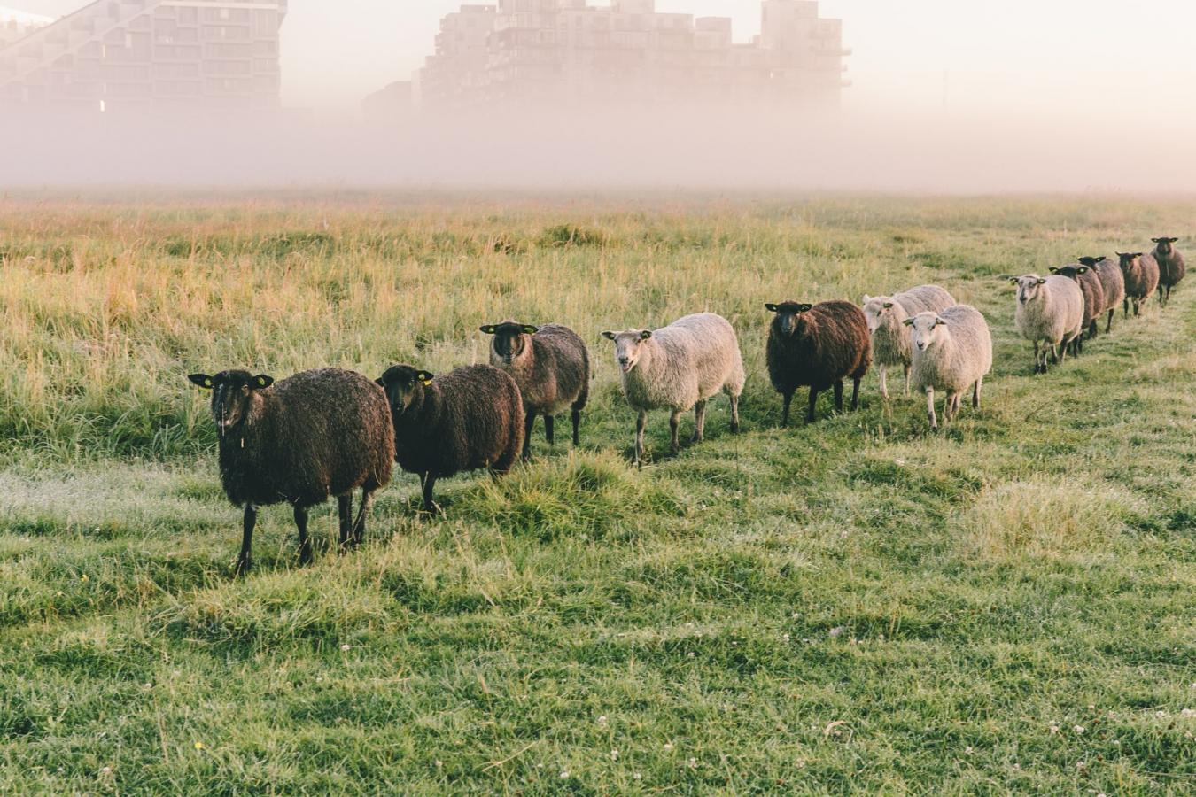 Sheep in the nature reserve Kalvebod Fælled in Copenhagen.