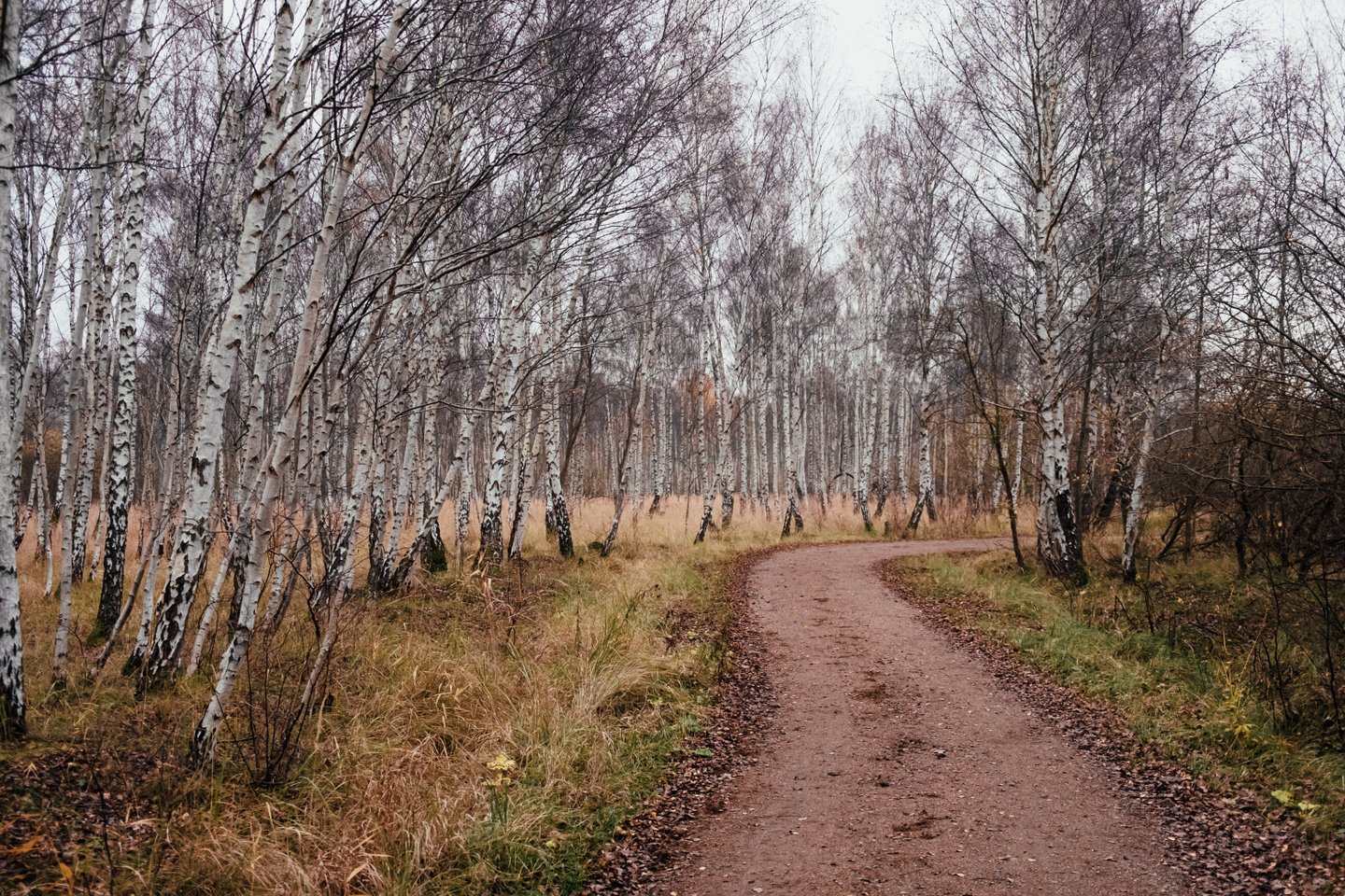 Amager Naturpark - Pinseskoven