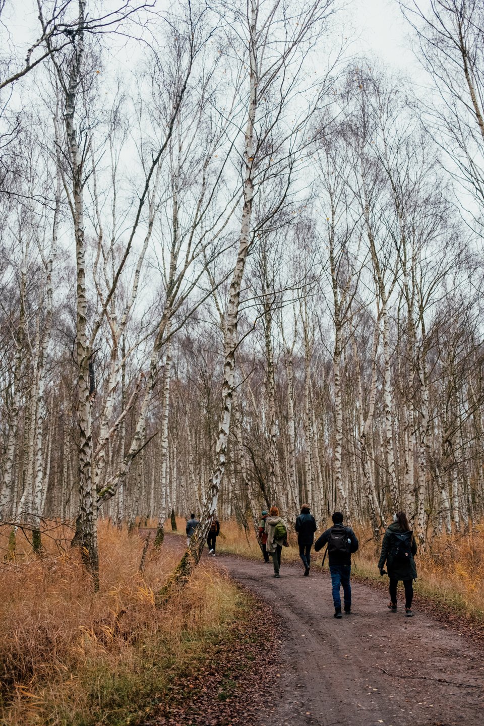 Pinseskoven - Amager Fælled