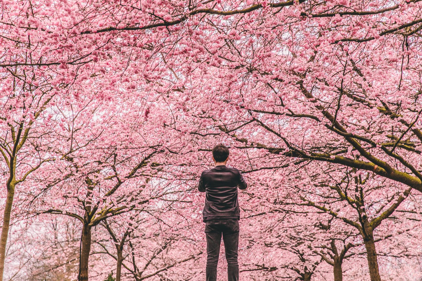 Cherry Blossoms - Bispebjerg